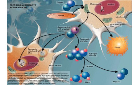 อนุมูลอิสระ (Free Radical)